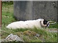 C3043 : Horny sheep by Michael Dibb
