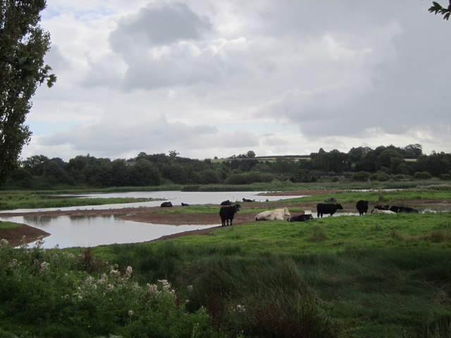 Bowling Green Marsh Nature Reserve With Cows Topsham