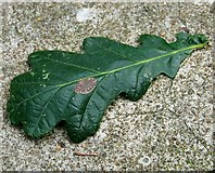 TG3005 : Leaf miner mark on oak leaf by Evelyn Simak