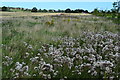 Field behind Tesco, Tweedmouth