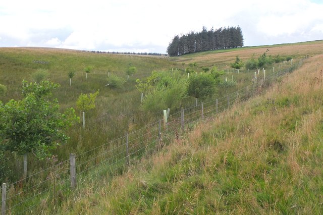 Tree Planting, Heckle Burn © Jim Barton :: Geograph Britain And Ireland