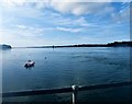 Fast flood currents off Portaferry Pier