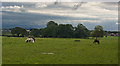 A field with horses grazing