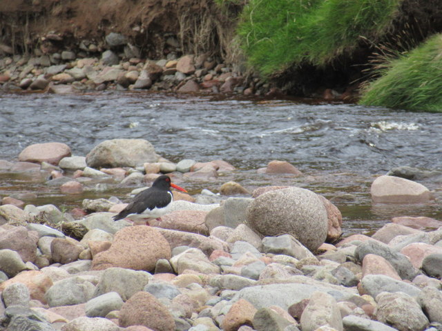 Oystercatcher on the River Breamish