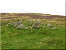 NY4921 : Cairn Circle, Moor Divock by G Laird