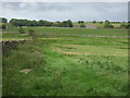 Grazing and stone wall off the A689