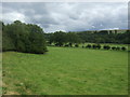 Grazing, Weardale