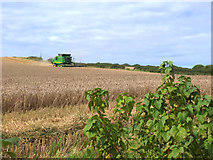 SD5301 : Wheat harvest West of Upholland Road by Gary Rogers