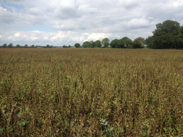 Field of Peas near West End Farm