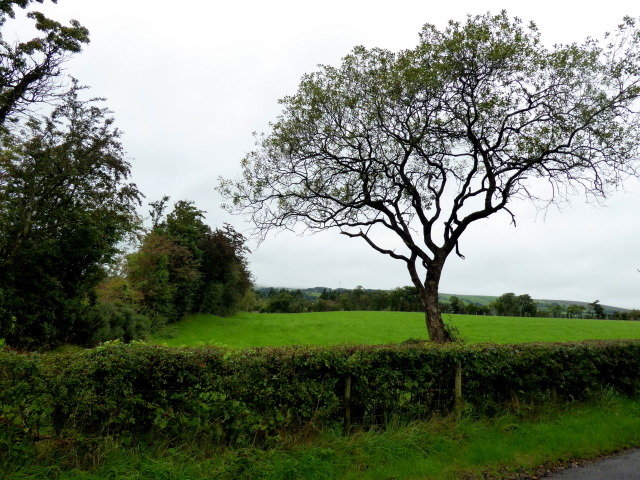 Tree, Killycurragh