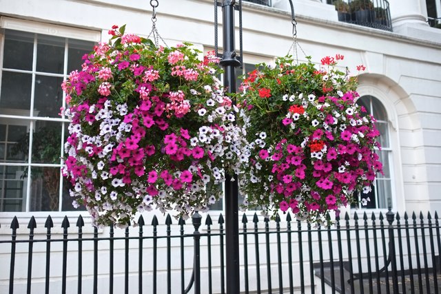 London Flowers (3)