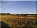 Field by The Endway, Steeple Bumpstead