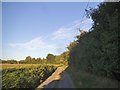 Hill Lane Approaching Sturmer