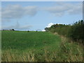 Farmland and hedgerow near North Bitchburn