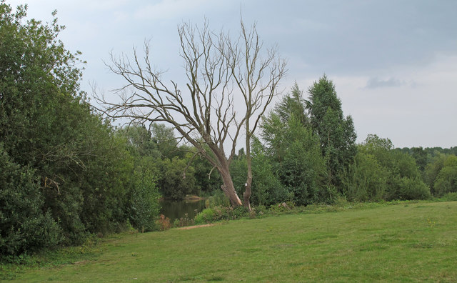Dead Tree near Broome Pits