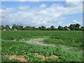 Crop field, Sedge Fen