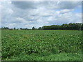 Crop field near Chestnuts