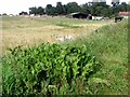 Farm shed at Low Common