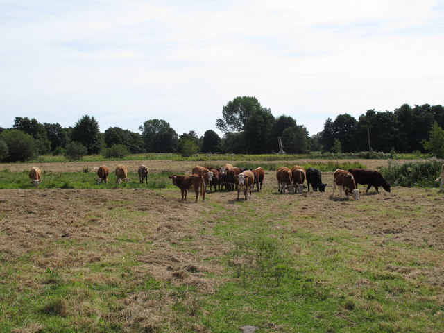 Cows on Darsham Marshes Nature Reserve