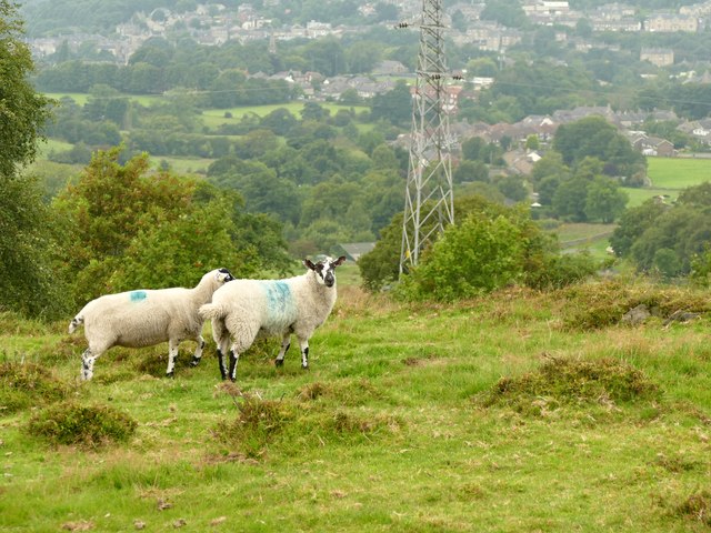 Sheep above New Mills