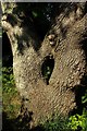 Oak by riverside path