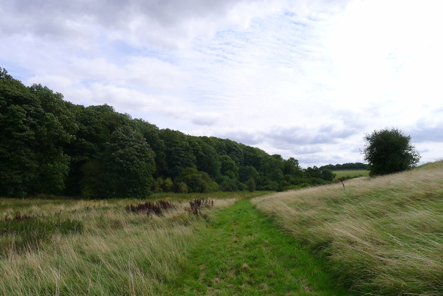 Footpath track by Wyville Plantation
