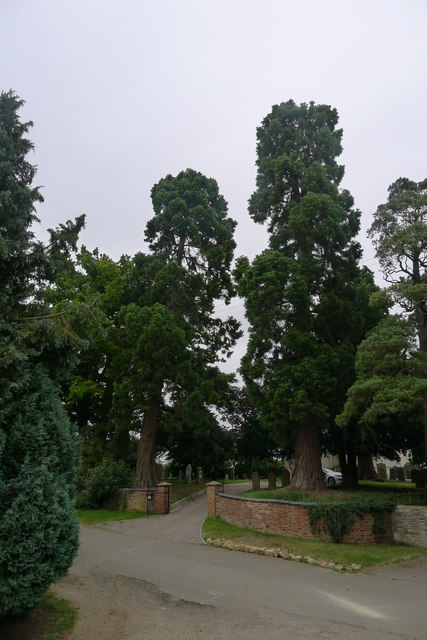 Redwood trees at the entrance to Church House, Saxby