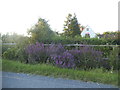 Purple flowers by the roadside, Tinkers Green