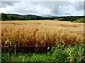 H4488 : Corn field, Learden Lower by Kenneth  Allen
