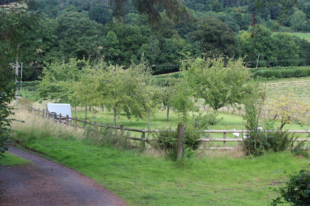 Orchard near Bridge 136, Monmouthshire & Brecon Canal