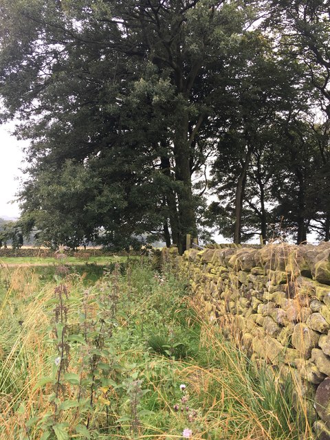 Drystone wall and copse at Green Low