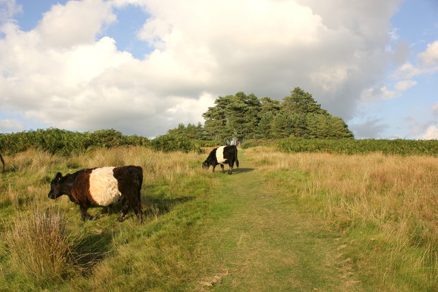 The Gloucestershire Way on May Hill