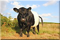 SO6921 : Belted Galloway on May Hill by Jeff Buck