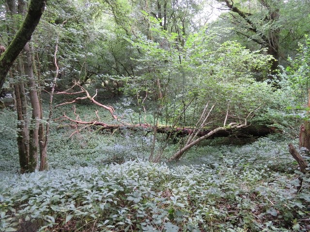 Former pit - Well's Copse