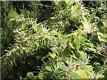 TM3795 : Japanese Knotweed (Fallopia japonica) by Evelyn Simak