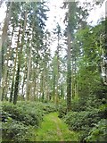 SU0713 : Cranborne, conifers by Mike Faherty