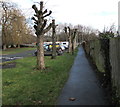 Pollarded trees in Newtown