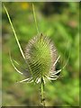 TQ0480 : A teazle west of the River Colne by Mike Quinn