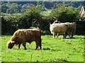 Highland cattle at Wetley Rocks