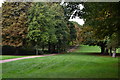 Path and trees on Norton Common