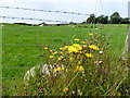 Weeds, Kilreal Upper