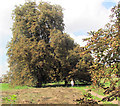 A Footpath across Boxmoor Common