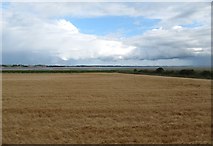 J4871 : Wheat field between the A21 and the shores of Strangford Lough by Eric Jones