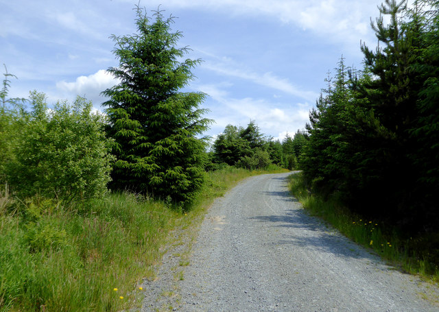 Forestry road south-east of Llanddewi-Brefi, Ceredigion