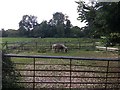 Pony paddocks, Dunt Lane