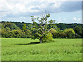 Tree in field, Paddlesworth