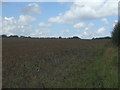 Field south of Helions Bumpstead