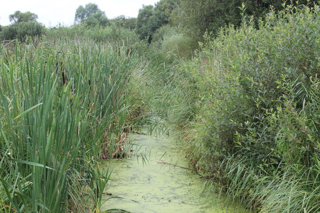 Reen, Magor Marsh Nature Reserve