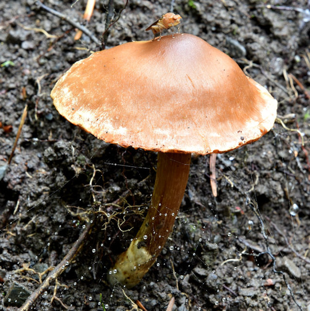 Fungi, Crawfordsburn - September 2017(2)