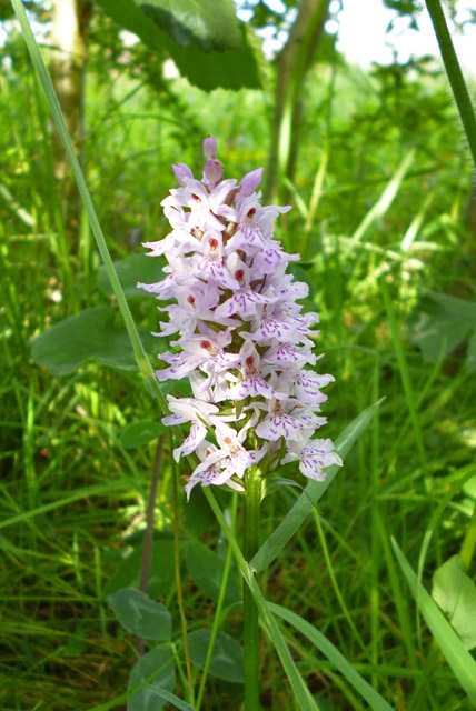 Common Spotted Orchid near A12